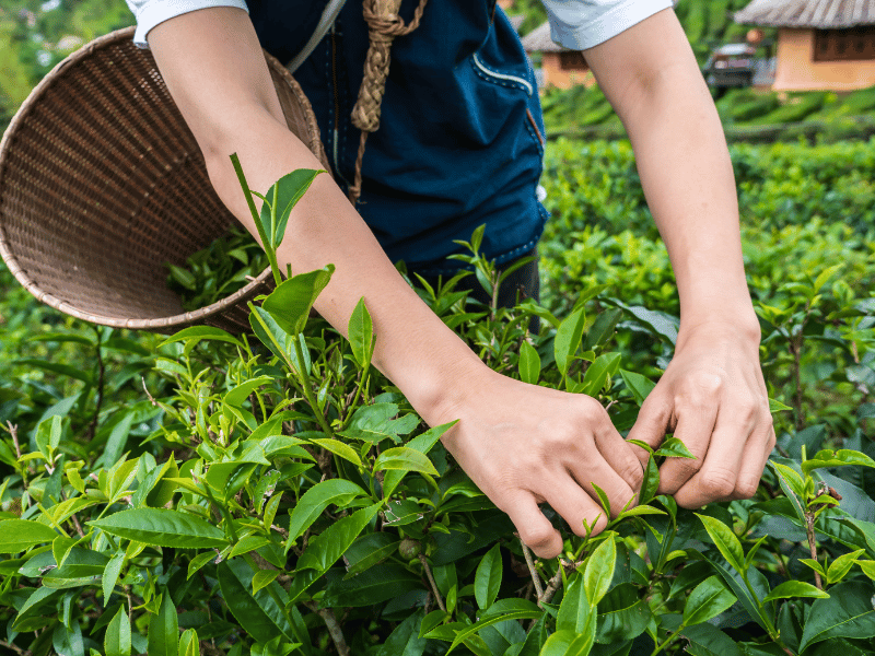 Frau beim Tee pflücken auf einer Plantage in Nordtahialnd