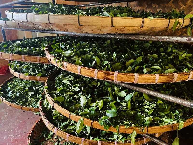 Teeblätter liegen zum Trocknen in einem Bambuskorb