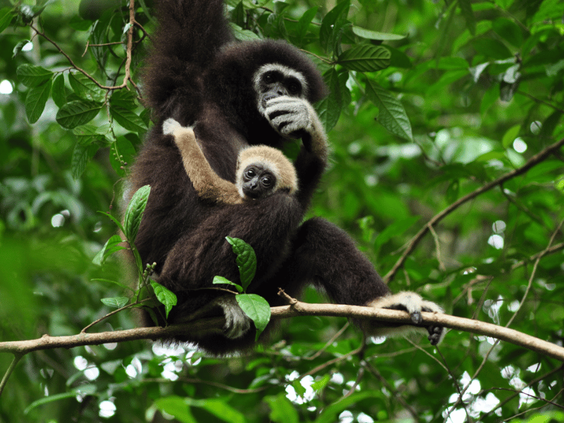 Gibbons im Gibbon Rehabilitaton Center auf Phuket in Thailand
