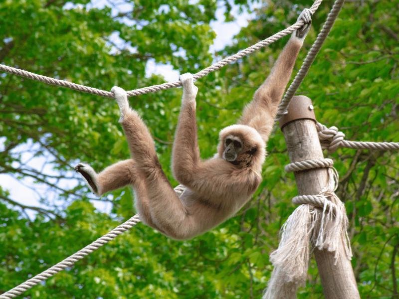 Gibbon im Gibbon Rehabilitaton Center auf Phuket in Thailand