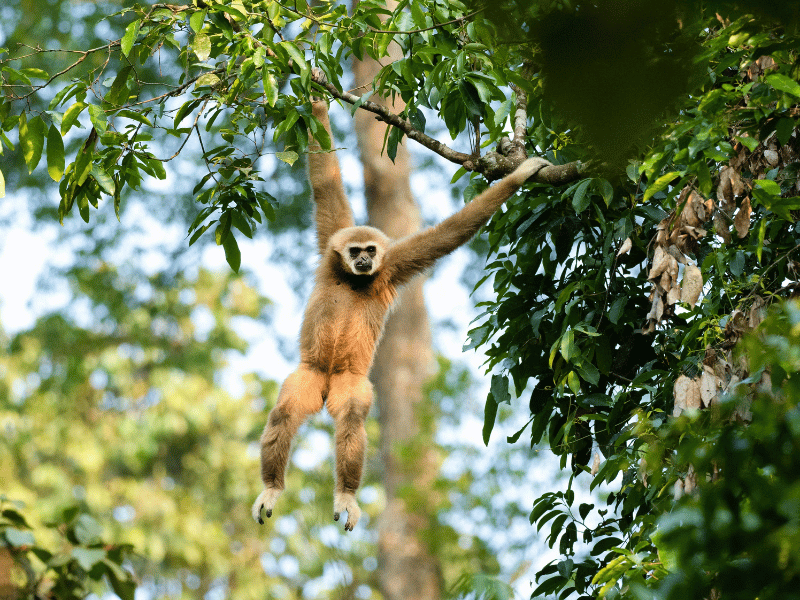 Gibbon im Gibbon Rehabilitaton Center auf Phuket in Thailand
