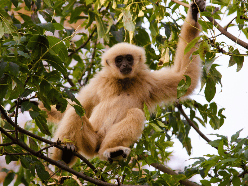 Gibbon im Gibbon Rehabilitaton Center auf Phuket in Thailand