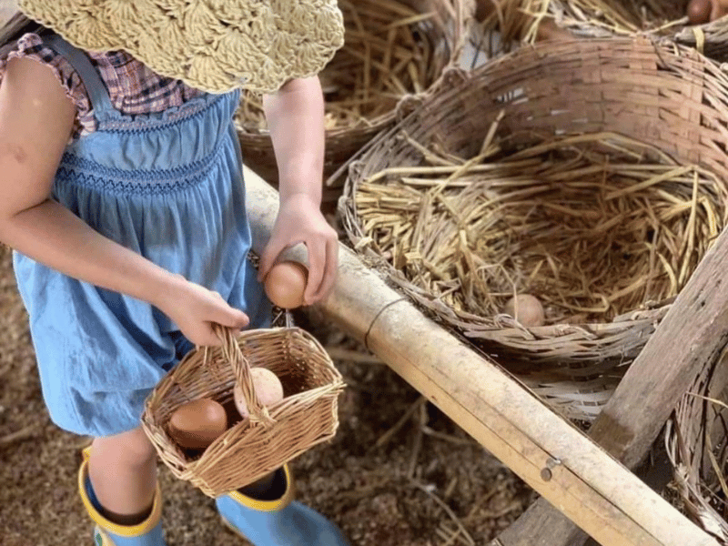 Kind beim Eier einsammeln auf einer Farm in Chiang Mai, Thailand