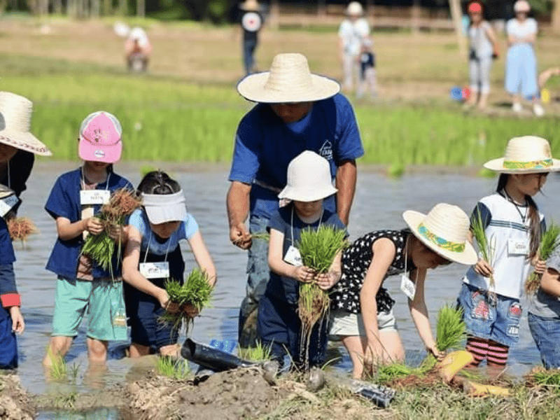 Kinder beim Einsetzen von Reispflanzen in Chiang Mai, Thailand