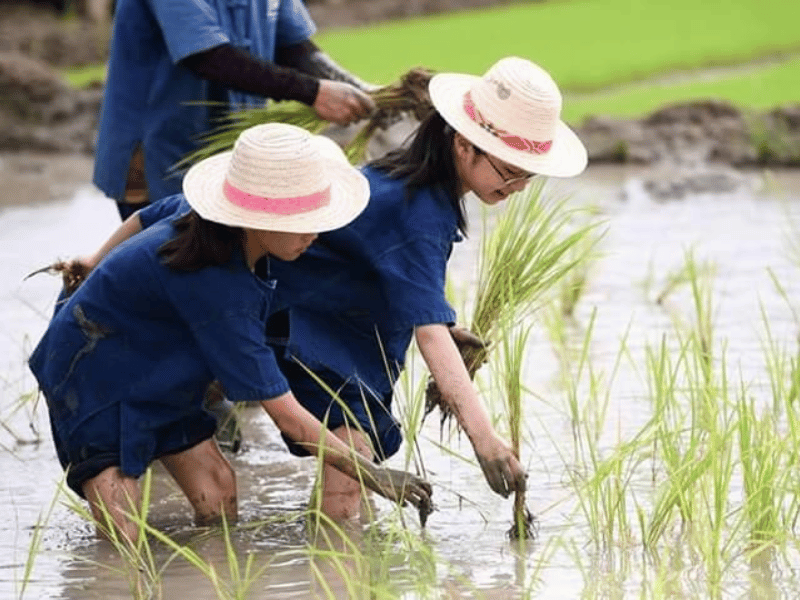 Kinder beim Einsetzen von Reispflanzen in Chiang Mai, Thailand