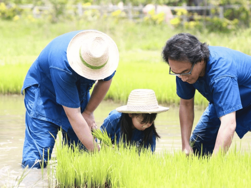 Kind beim Einsetzen von Reispflanzen in Chiang Mai, Thailand
