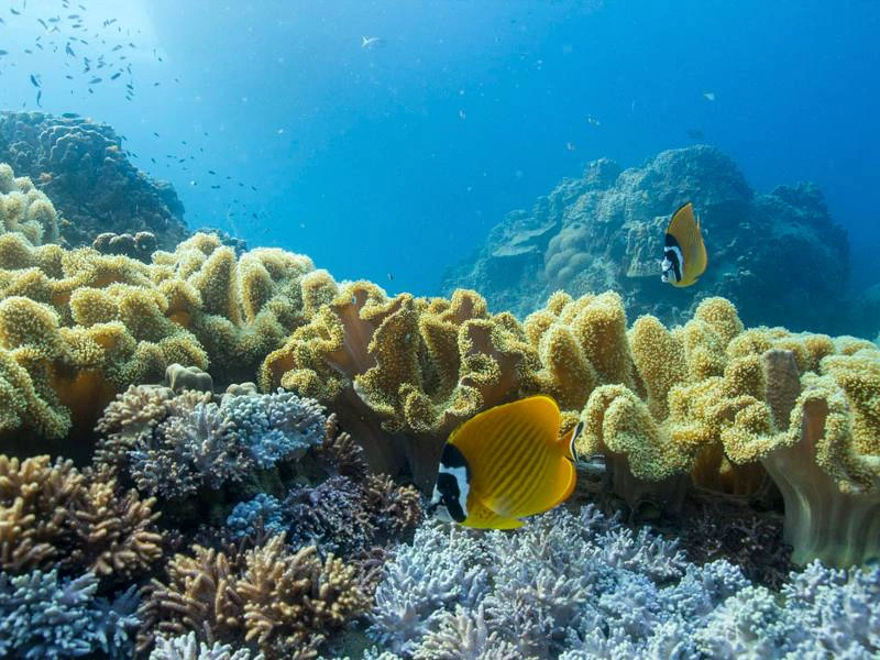 Bunte Unterwasserwelt mit Korallen und Fischen in Thailand