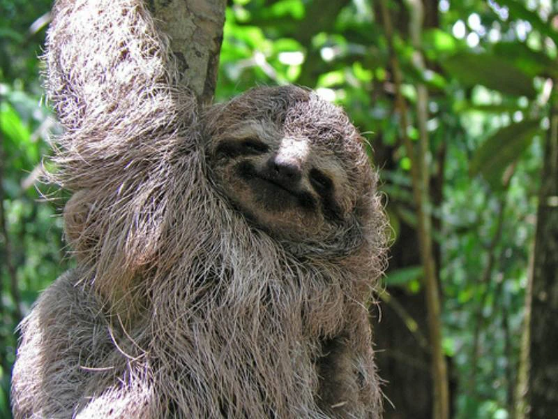 Faultier in Costa Rica am Baum