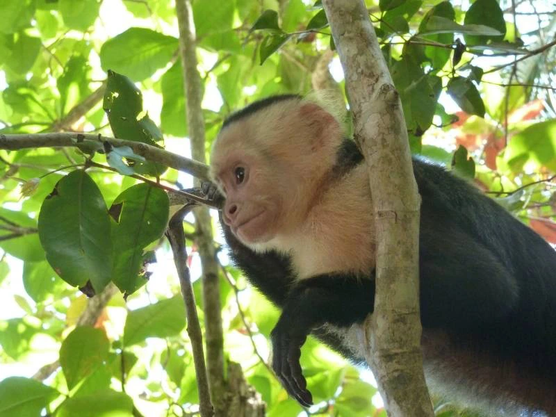 Affe im Baum im Manuel Antonio Nationalpark in Costa Rica