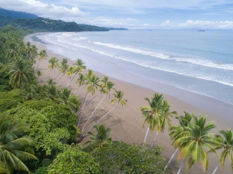 Palmen am langen Pazifikstrand im Süden Costa Ricas