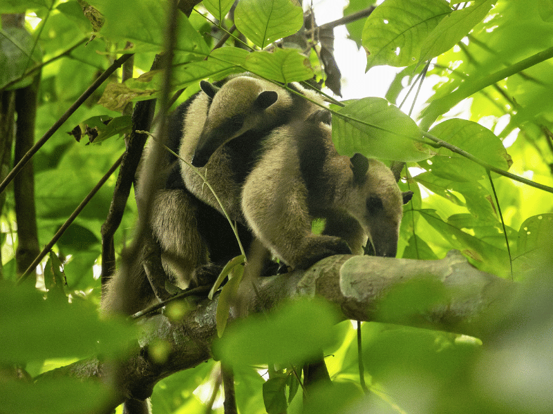 Ameisenbär in Costa Rica