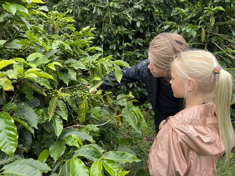 Kinder schauen sich einen Kaffeebusch