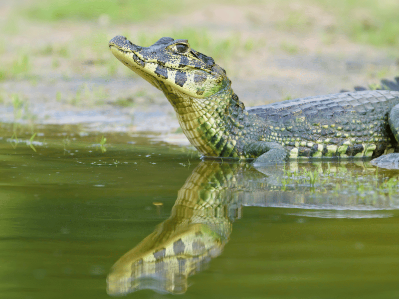 Kaiman in Costa Rica