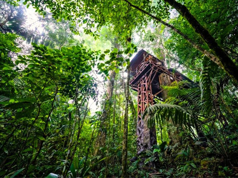 Ansicht des Baumhauses in Boca Tapada, Costa Rica, von unten