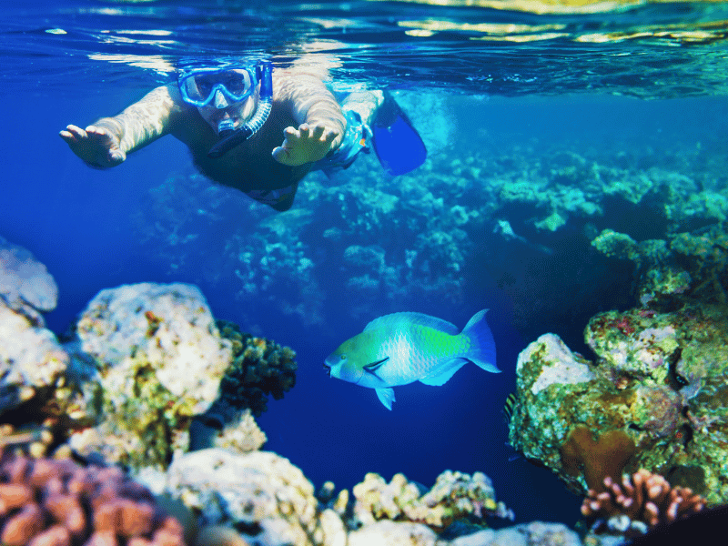 Schorchelnde Person im Riff mit Fischen