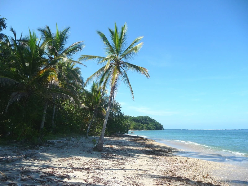 Eine Palme an der Karibikküste Costa Ricas