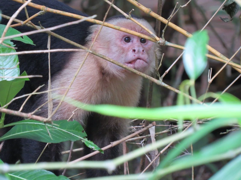 Manuel Antonio Affe zwischen den Sträuchern in Costa Rica