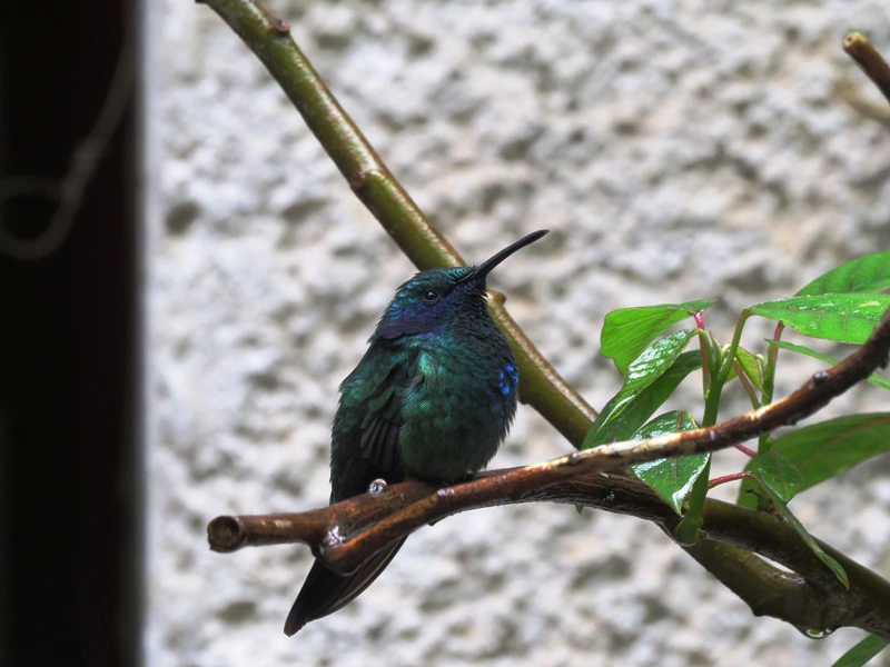 Kolibri auf einem Ast in Monteverde in Costa Rica