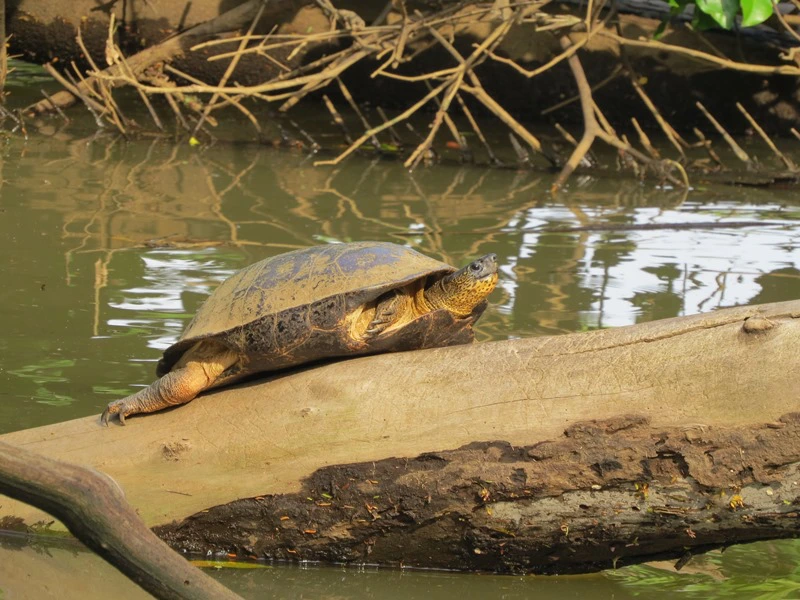 Tortugero Schildkröte auf einem Baumstamm im Wasser in Costa Rica