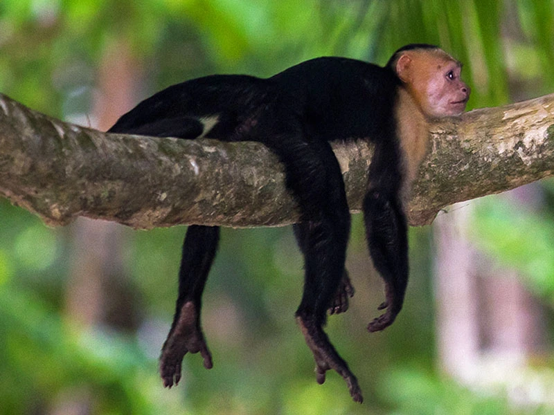 Kapuziner Affe entspannt sich auf einem Ast im Dschungel in Costa Rica