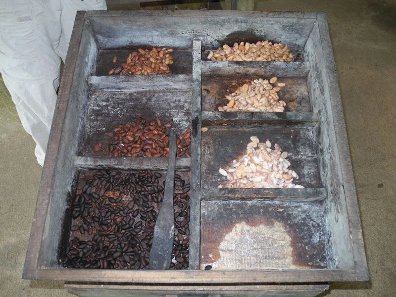 Verschiedene Kakaobohnen in Costa Rica