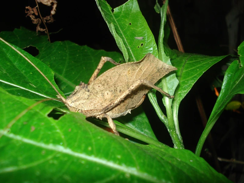 Ein Insekt bei der Nachtwanderung im Nebelwald Monteverde