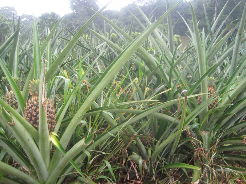 Ein Ananasfeld in Costa Rica