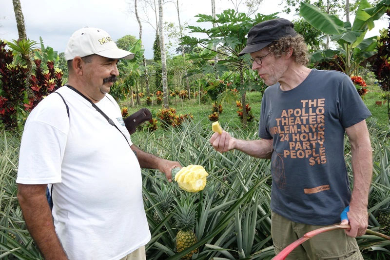 Ein Mann isst eine Ananas in Costa Rica