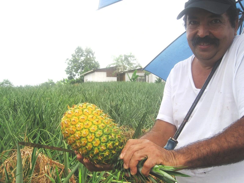 Mann schneidet Ananas an in Sarapiqui, Costa Rica