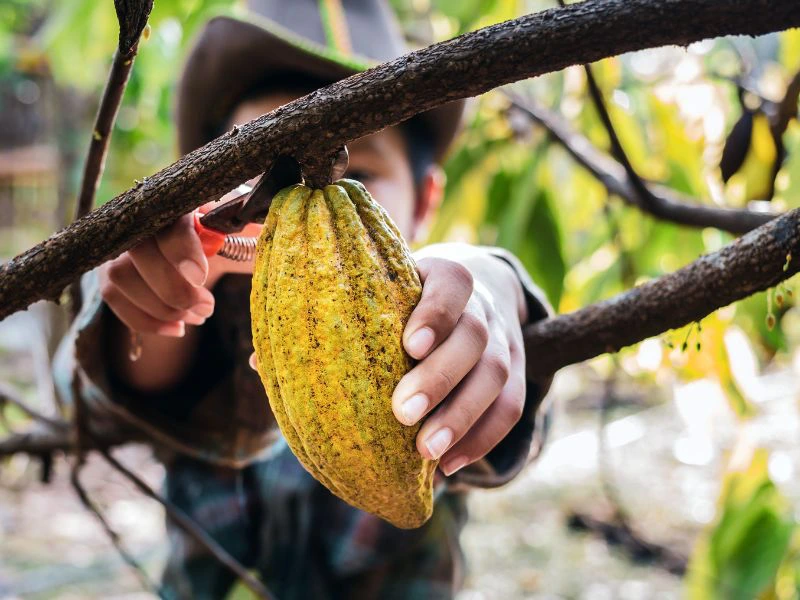 Kind mit Kakaopflanze in Costa Rica