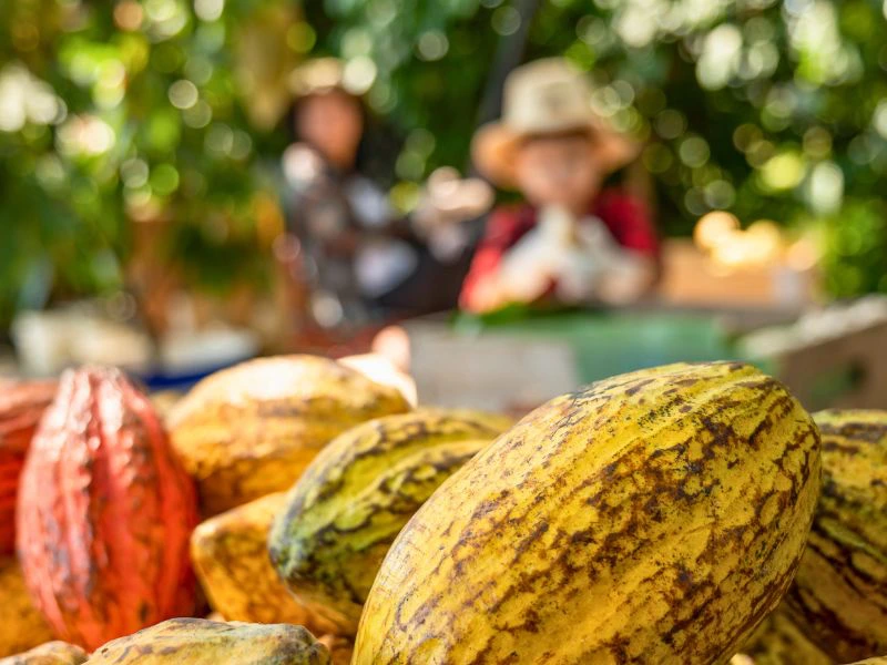 Kinder mit Kakaofrüchten in Costa Rica