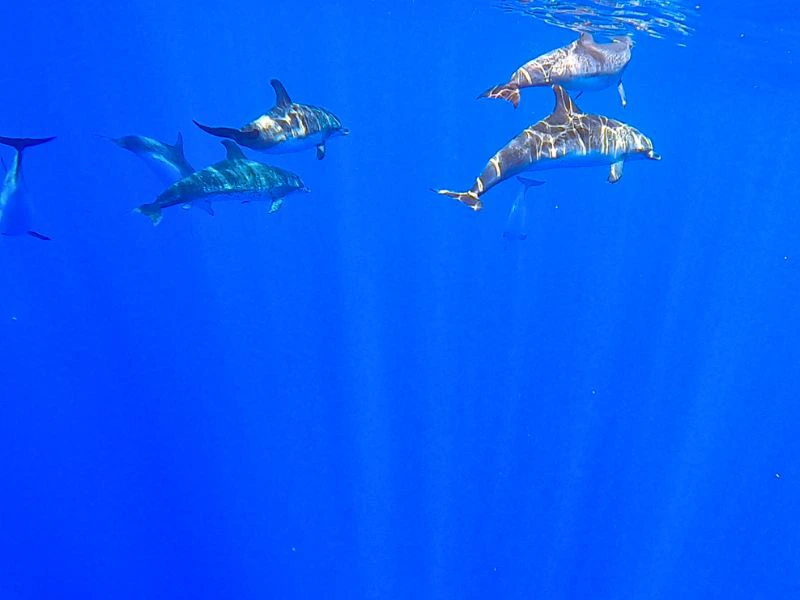 Delfine in Costa Rica