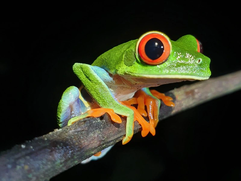 Rotaugenfrosch in Costa Rica