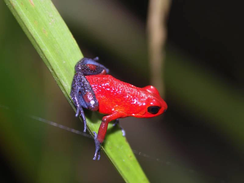 Roter Frosch in Costa Rica