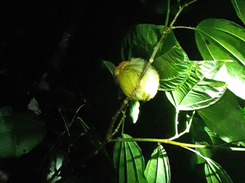 Gelber Vogel bei Nacht im Dschungel von Costa Rica