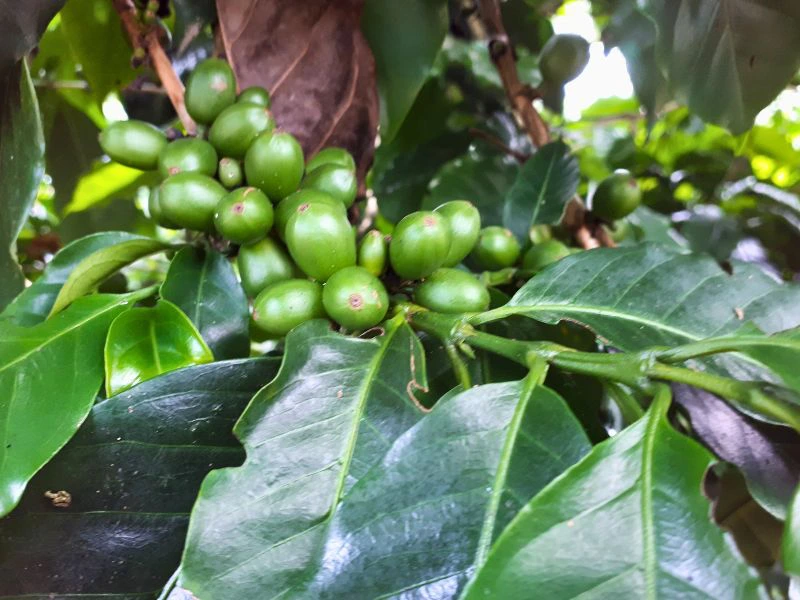 Kaffeebohnen in Costa Rica