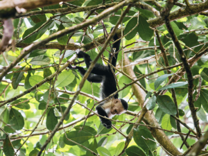 Affe kopfüber in Costa Rica
