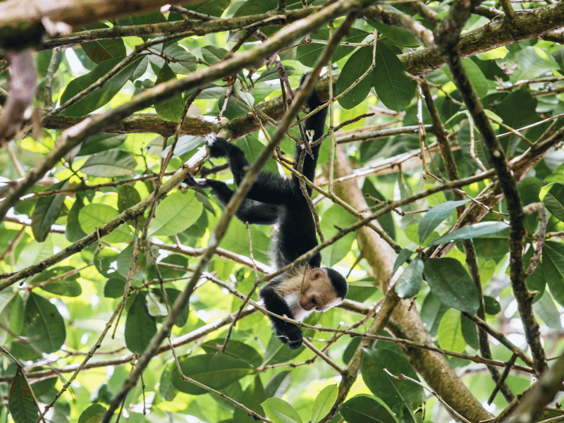 Affe kopfüber in Costa Rica