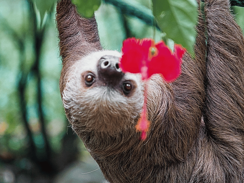 Faultier in Costa Rica