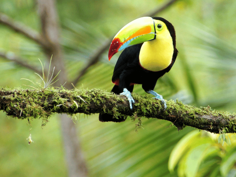 Tukan in Costa Rica