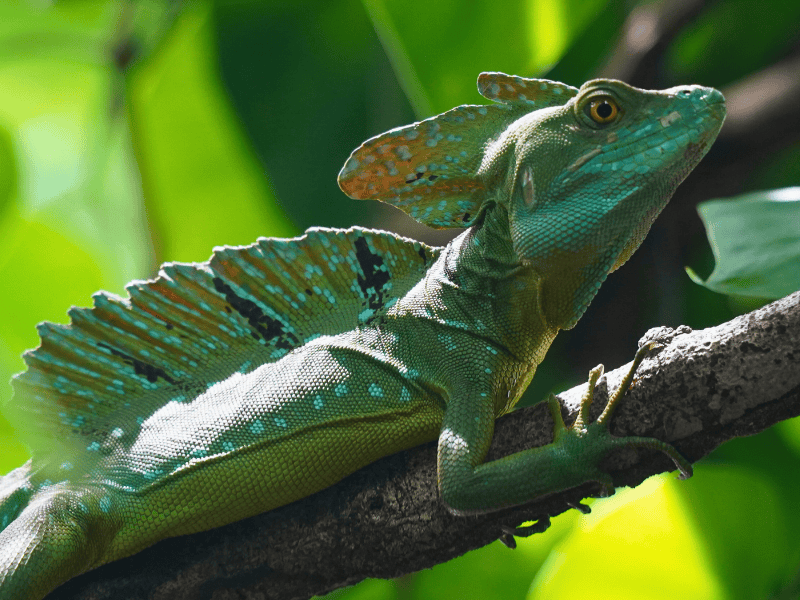Grüne Eidechse auf Baum