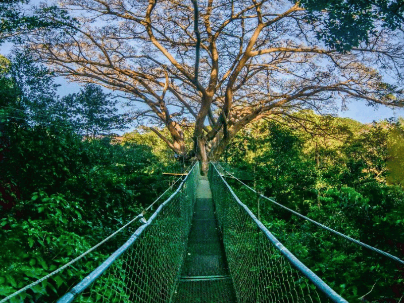 Hängebrücken in Ihrer Unterkunft am Rincon Nationalpark, Costa Rica