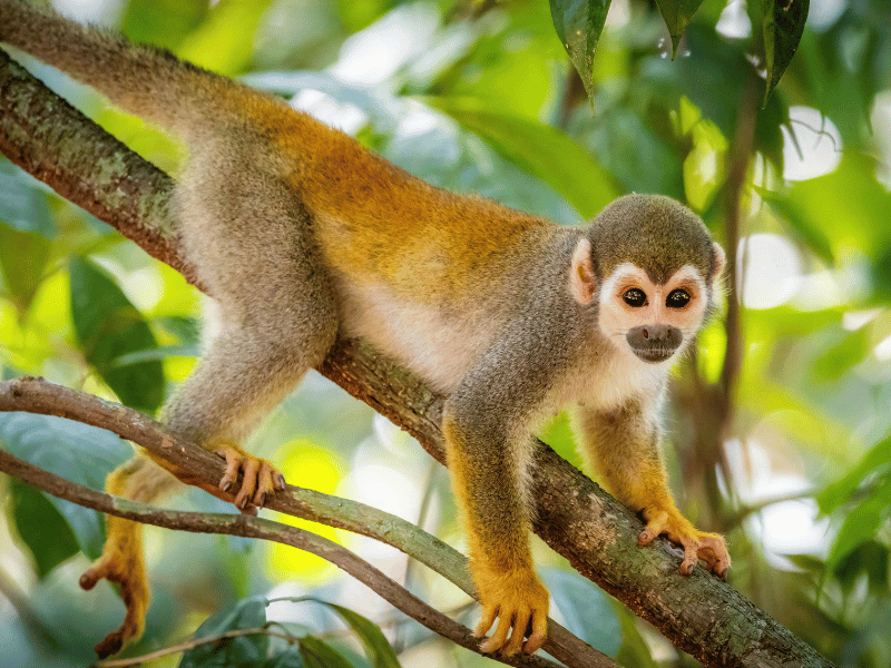 Affe auf einem Baum in Costa Rica