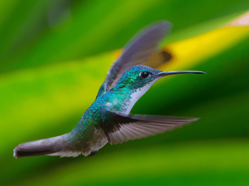 Kolibri im Nebelwald von Monteverde