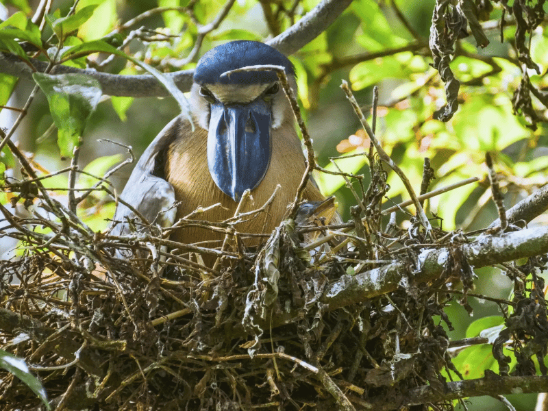 Reiher mit Küken im Proyecto Asis in Costa Rica