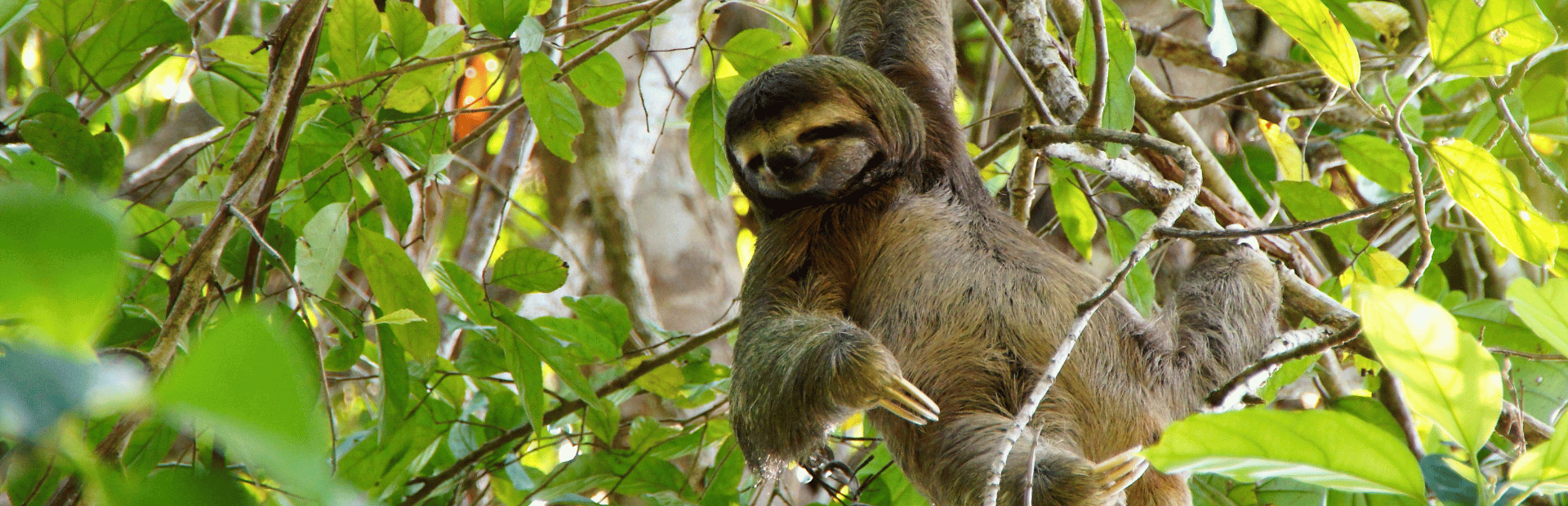 Faultier in Costa Rica