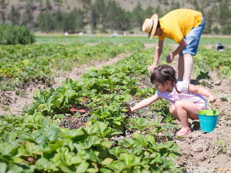 Kind pflückt Erdbeeren auf Feld in Kanada