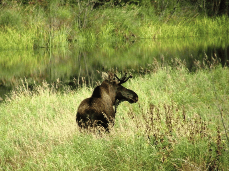 Elch auf Wiese in Algonquin Kanada
