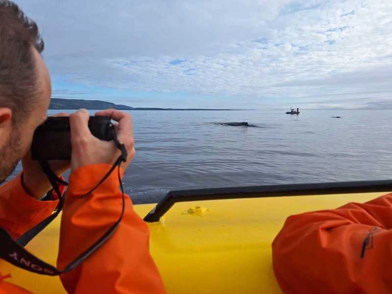 Walbeobactung am Sankt-Lorenz-Strom in Kanada