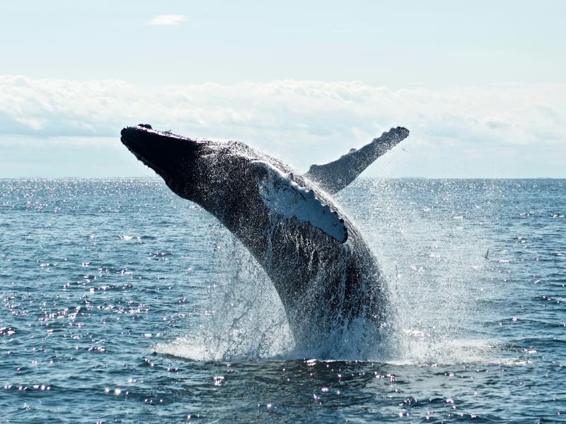 Wal springt aus dem Wasser